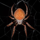 Illustration for article titled Heres A Spider So Awful Youll iWish/i It Would Only Bite You To Death